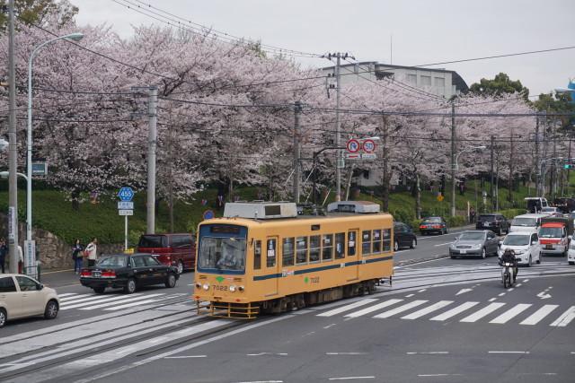 桜満開 都電 飛鳥山3