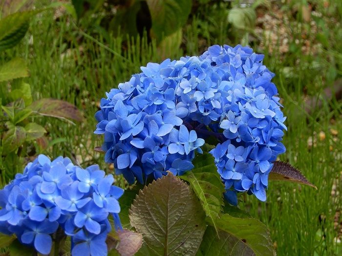 森林植物園訪問 百四十一回目（6/20） その2 北苗畑の2