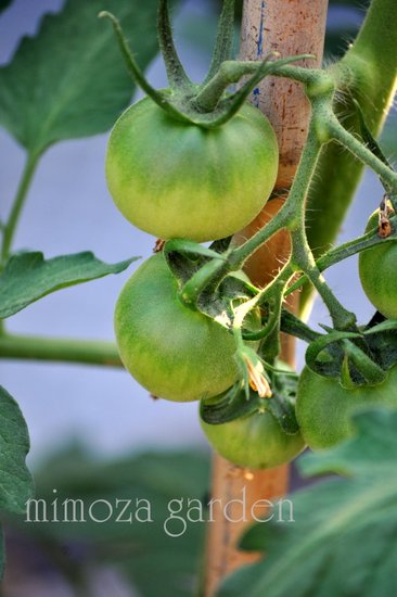 中玉トマトの桃太郎