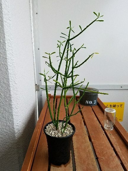 室内の方がよく育つと思っていたミルクブッシュに異変が デルオの多肉日記 楽天ブログ