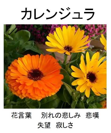 円形花壇を食べて 美しくなろう この世に花と愛と平和を 楽天ブログ