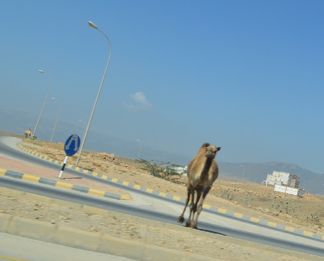 ラクダが道路を横断
