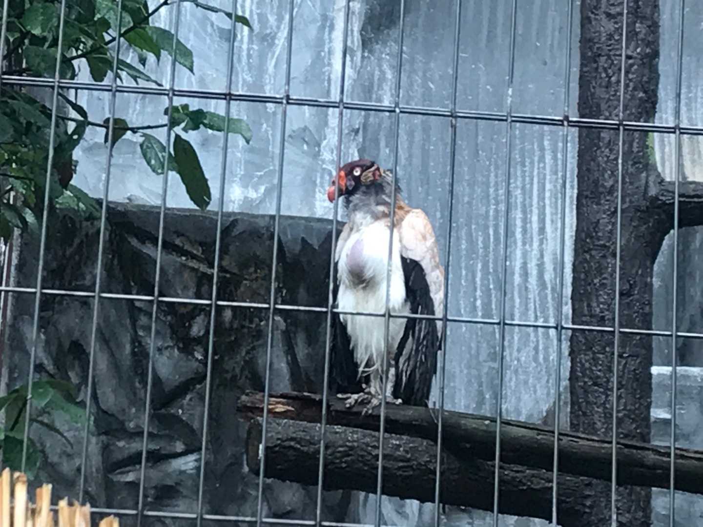 おトキさん お大事に トキイロコンドル 今日は誰と会えるかな だいたい東山動植物園 楽天ブログ