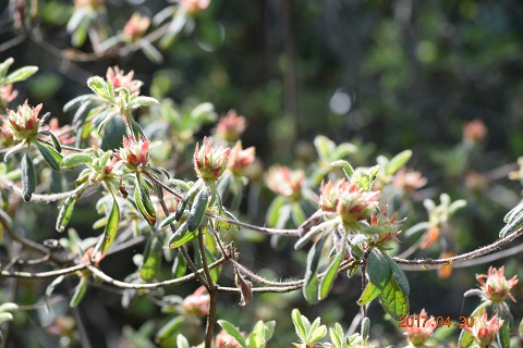 DSC_0049.jpg