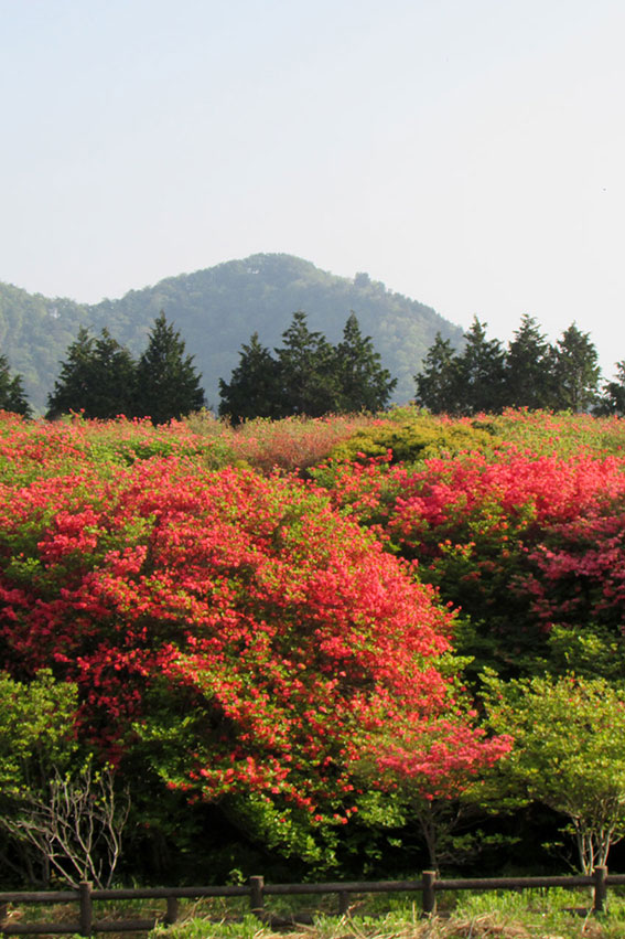 船窪つつじ公園-03♪
