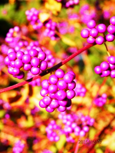 PC070766b20151207.jpg