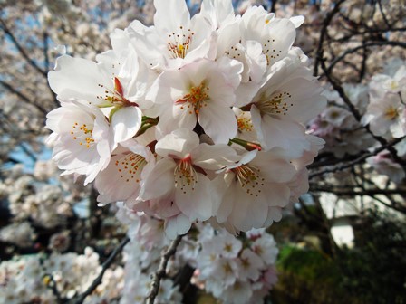 DSCN9548a.jpg