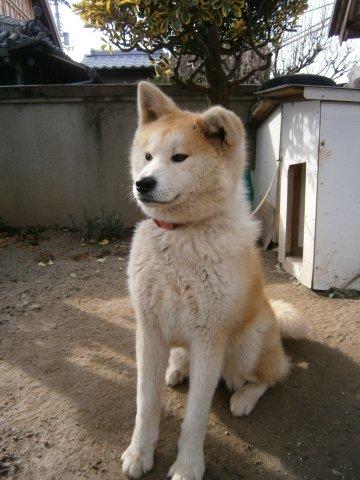 秋田犬1歳.jpg