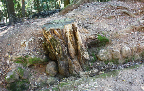 若草山　27.10.19-3_edited-1.jpg