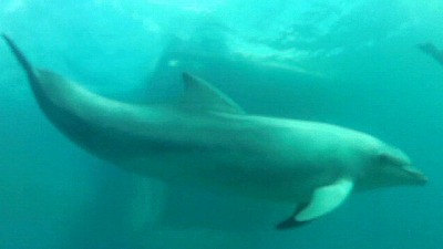 bs-dolphin-rescue.jpg