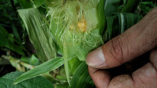 トウモロコシの収穫時期はヒゲの色で判断 エコの実 ほったらかし野菜作りと知恵袋 楽天ブログ