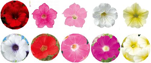 今年育てたいサフィニア