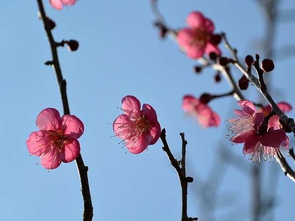梅園
