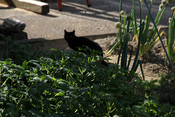 我が家のニャンコ♪2014/05/17-2