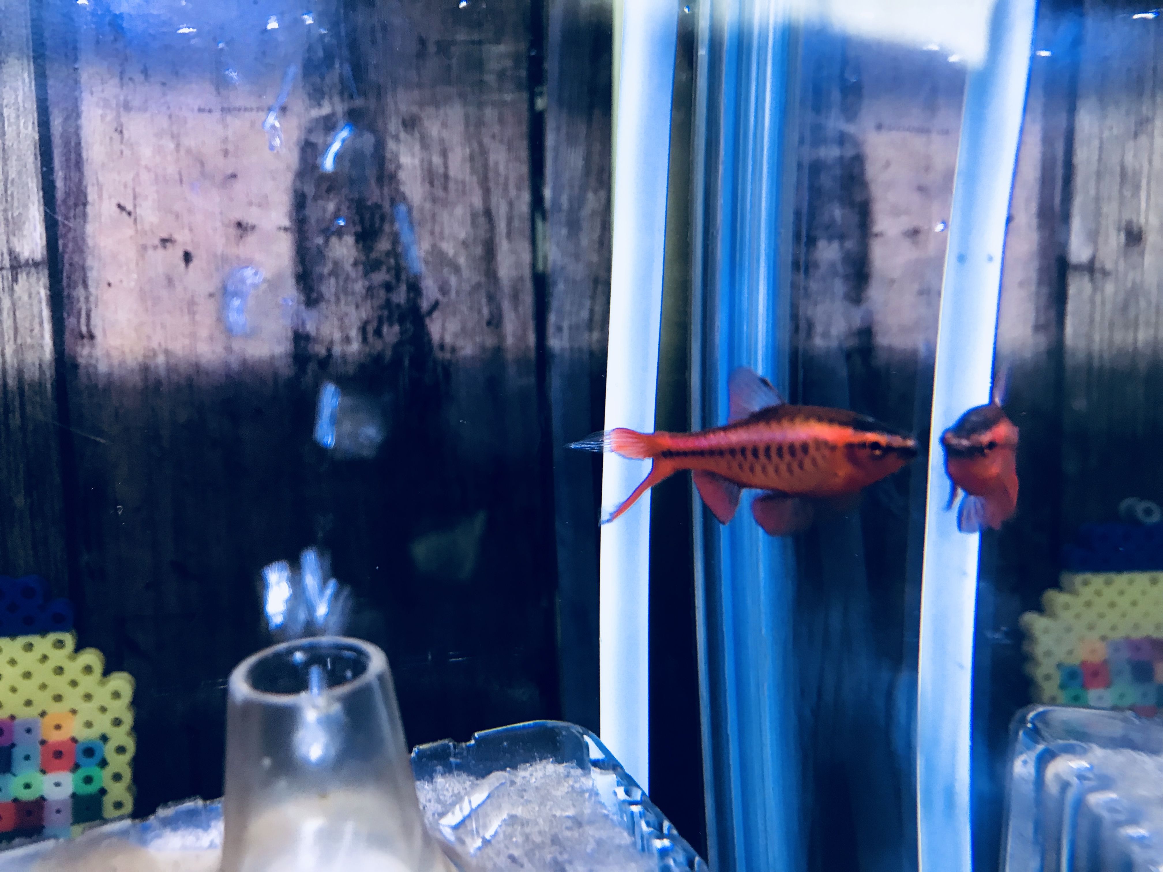 3ページ目の アクアリウム Maria S Home 楽天ブログ