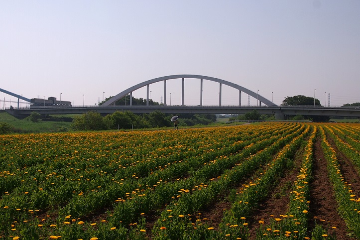 2.キンセン畑と祝橋.JPG