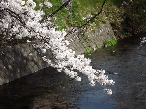 4-01 sakura-45-b.jpg