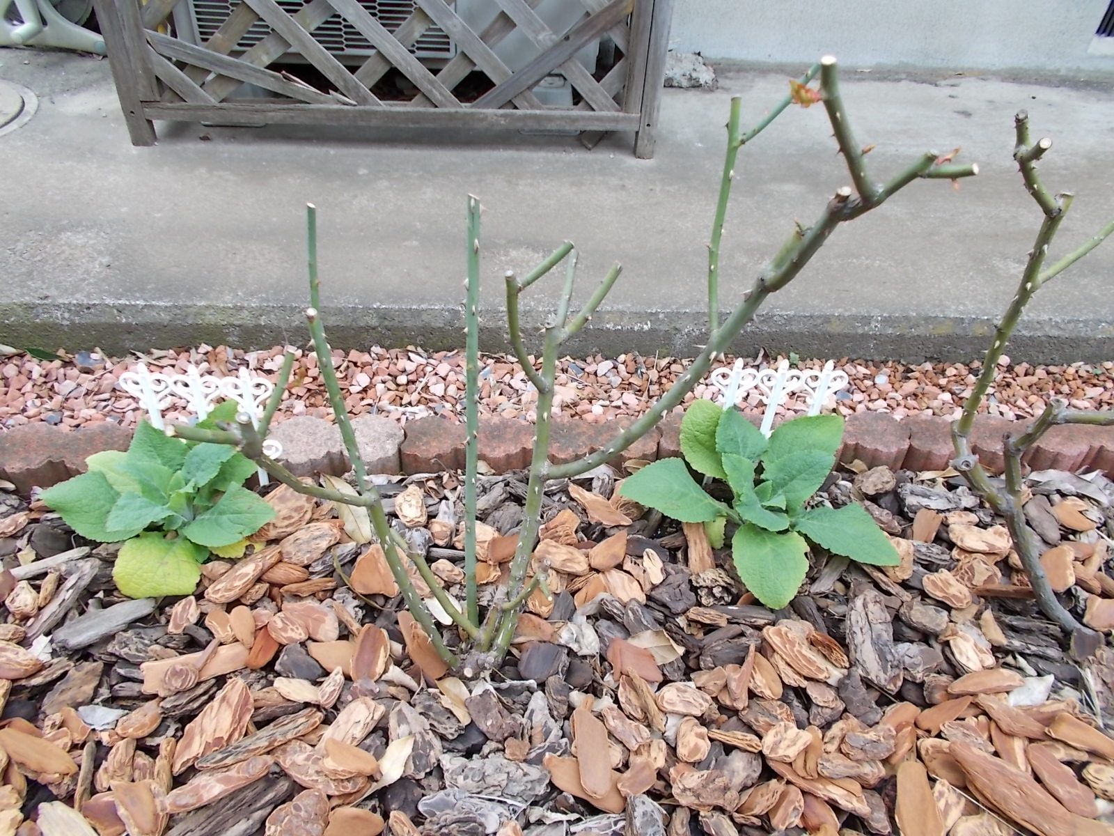 ミッシェルメイアン(品種紹介) バラを咲かせることが好き。 楽天ブログ