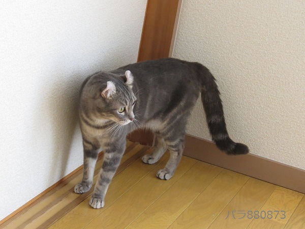 IMG_0669 - コピー (2).JPG