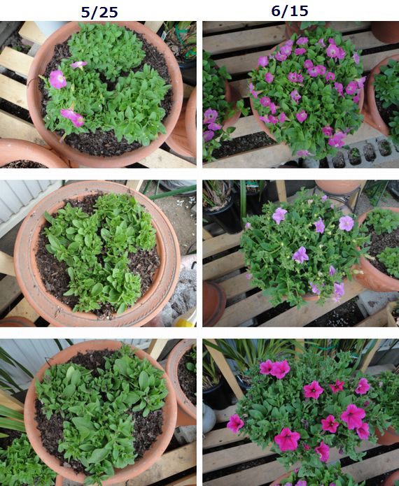 サフィニアローズ、パステルピンク、ブーケルージュ