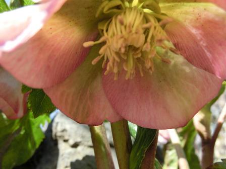 クリスマスローズ