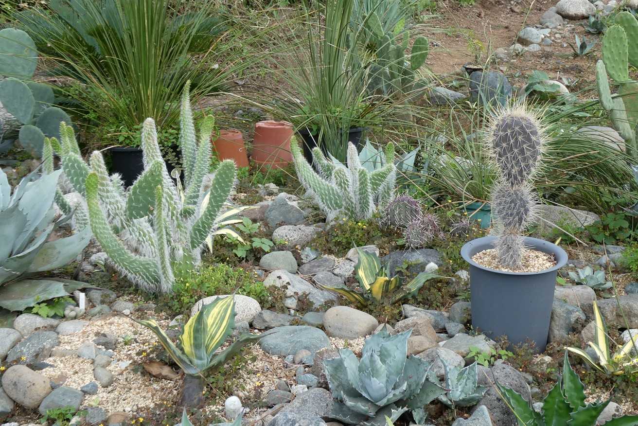 ガラパゴス団扇　黒肌強刺opuntia galapageiaガラパゲイア ガラパゴス団扇 黒肌白刺（新茎節つき）｜サボテン - メルカリ