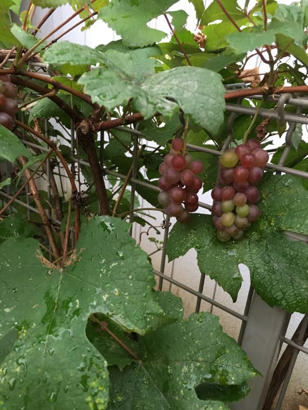rblog-20160817000709-02.jpg