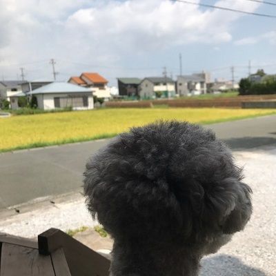 きのこ頭 ちびくろさんぼ ２ 楽天ブログ