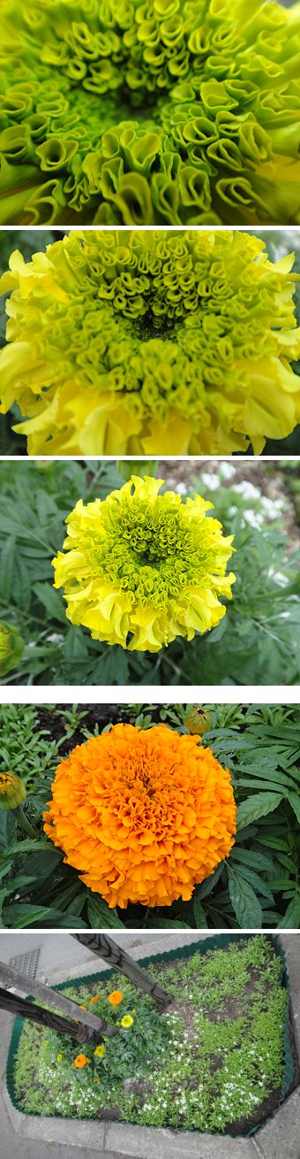 ジャンボなマリーゴールド