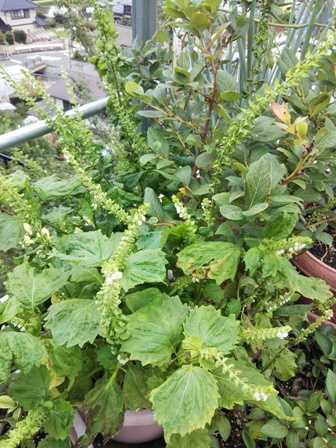 青じそ 葉と花 収穫 ほっこり家庭菜園 楽天ブログ