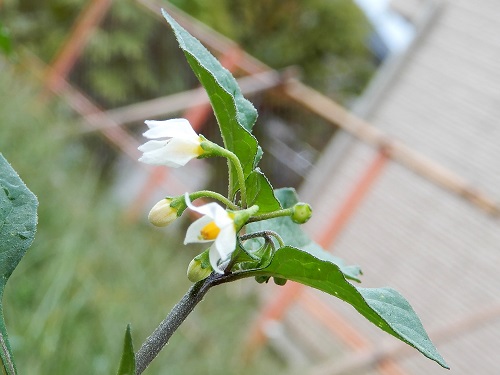 イヌホオズキ (3).JPG