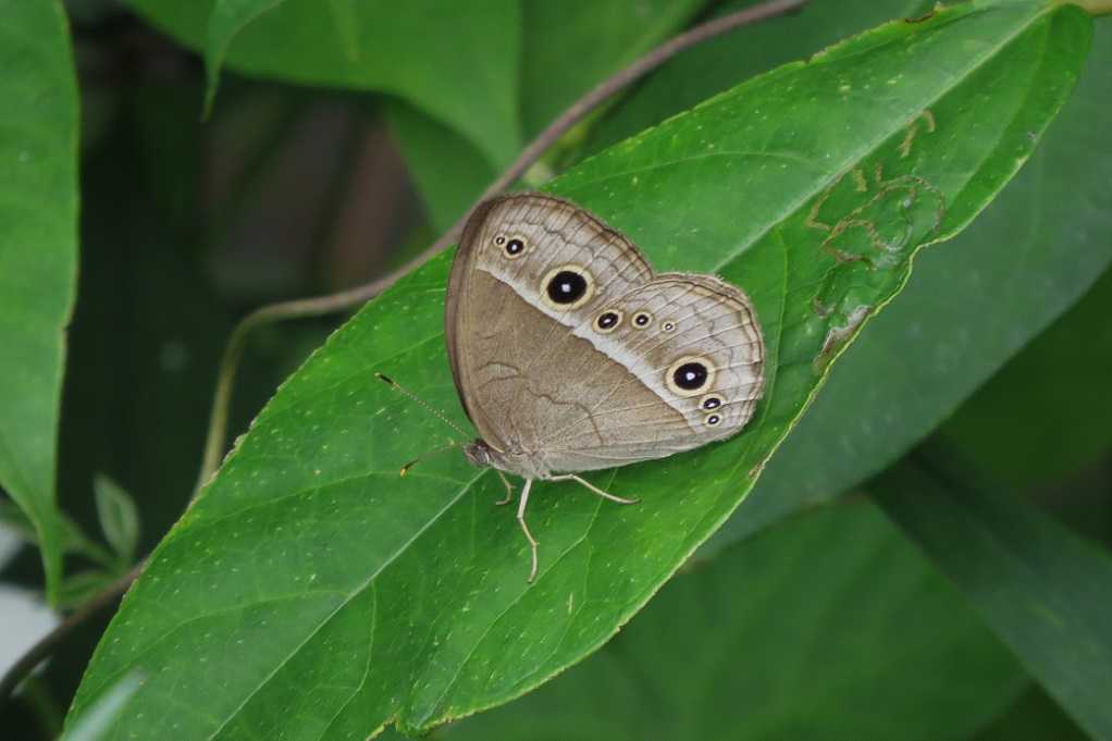 515