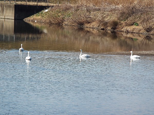 2016-02-18-kohakutyou-128-b.jpg