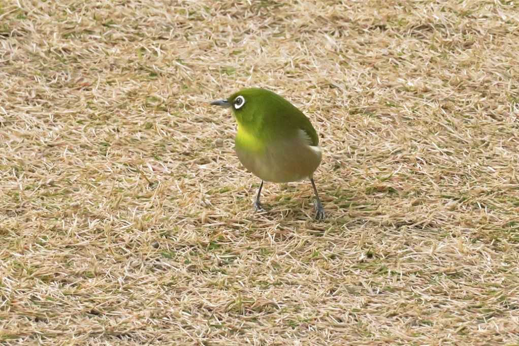 庭の野鳥;蜜柑メジロ、仲良しメシロ、万両ヒヨドリ、土浴びスズメ。 | 大分金太郎の花鳥蝶月 - 楽天ブログ