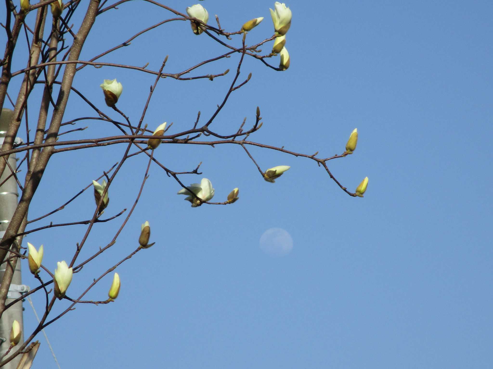 こぶし咲く 旧暦2 14 月齢14 4 晴 陶 句 読 楽天ブログ