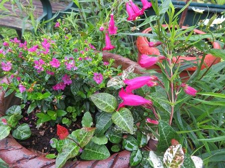 クフェアとペンステモンとコレオプシス ミソハギ 道具は大事 静かな時が流れる 風の庭 楽天ブログ