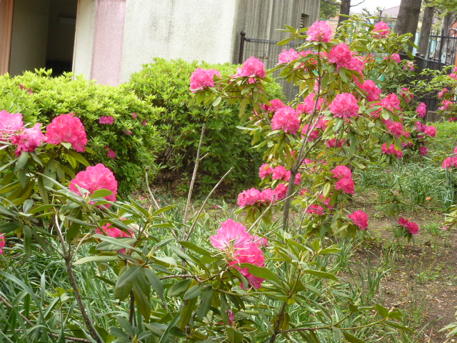 935 石楠花