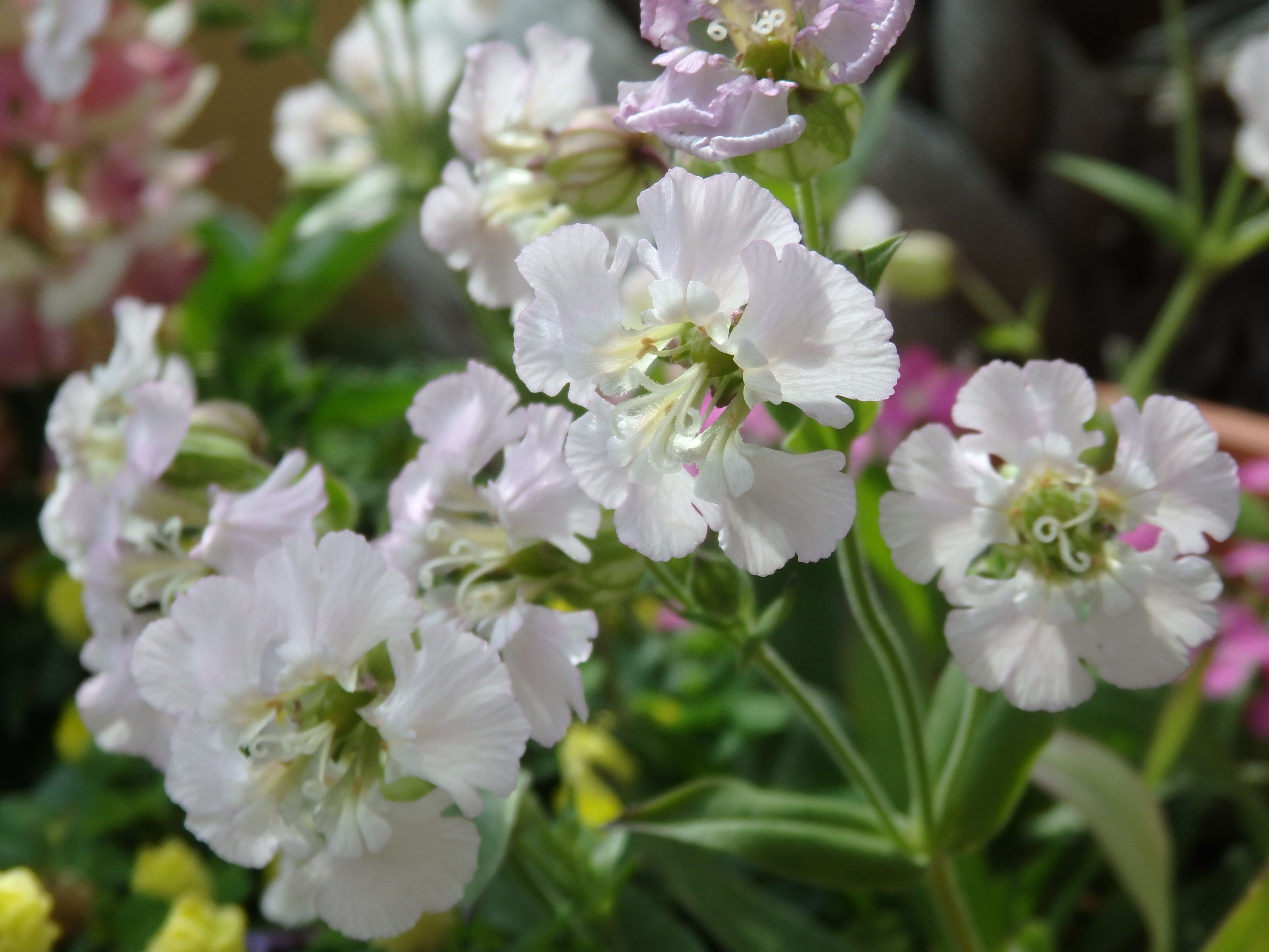 我が家のシレネ６品種 Kimi Teaの花日記 楽天ブログ