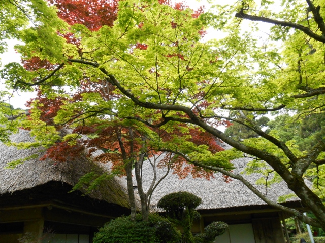 005 (640x480).jpg