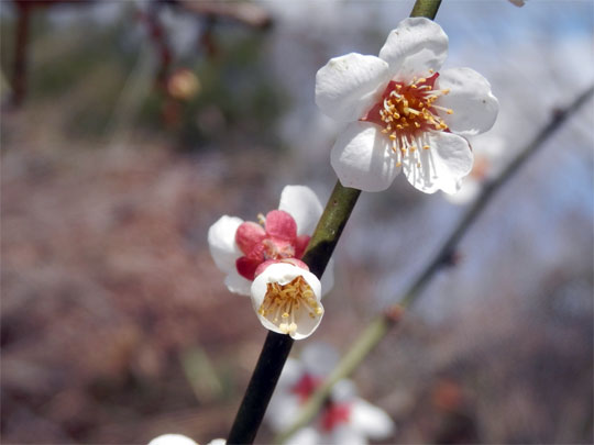 flower2012032504.jpg