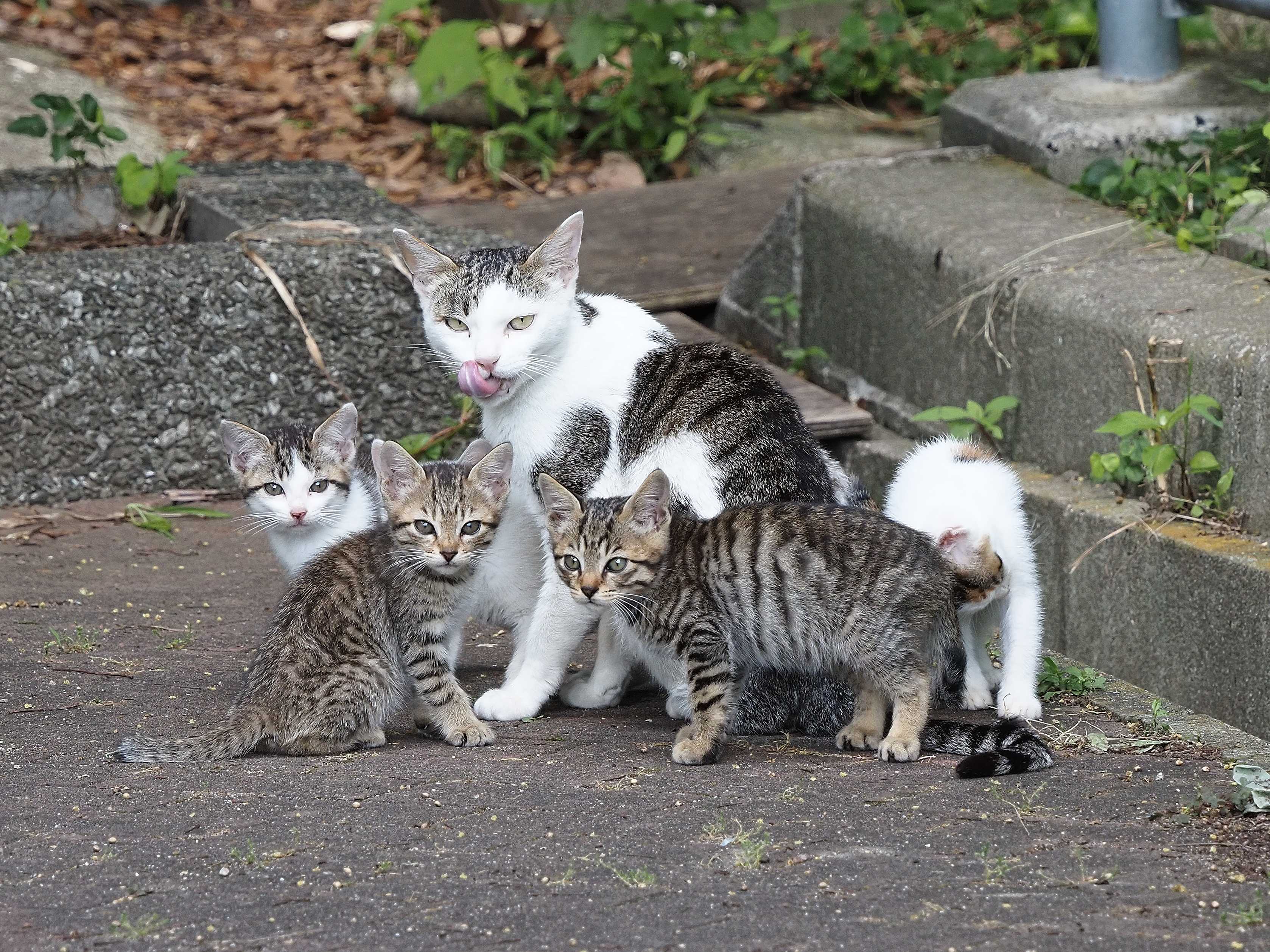 花鳥風枝の滝ノ池野良ネコ歩き 花鳥風枝 楽天ブログ