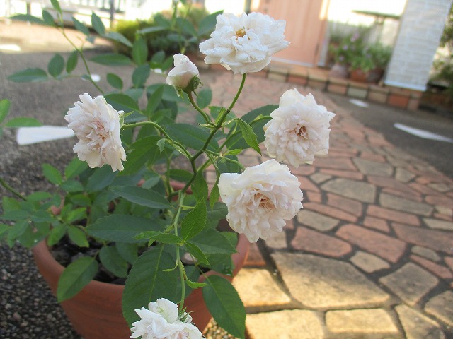 IMG_9953ss.jpg