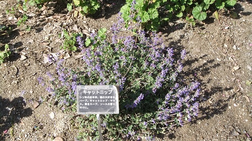 111.JPG
