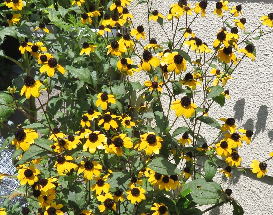 ペース乱されて 花はルドベキア タカオ だい のひとりごと 楽天ブログ