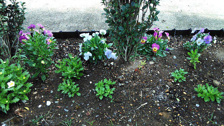 こぼれ種と種蒔きから咲いた花 Miraiの庭 つれづれに 楽天ブログ