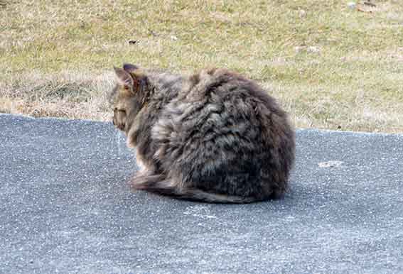 我が家のニャンコ♪2016/1/9-02