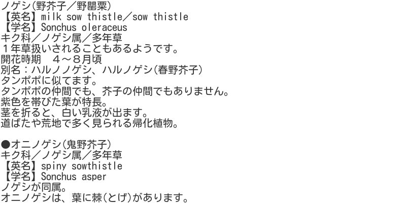 Sonchus