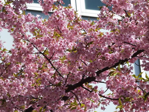 池上本門寺の河津桜