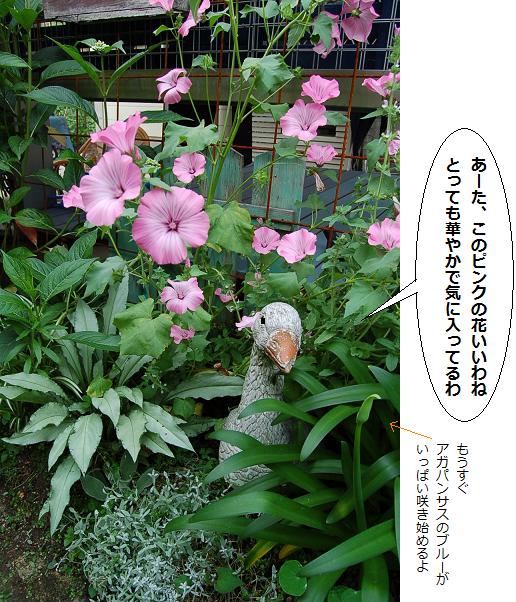 芙蓉.jpg