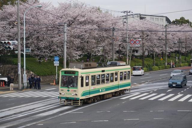 桜満開 都電 飛鳥山2